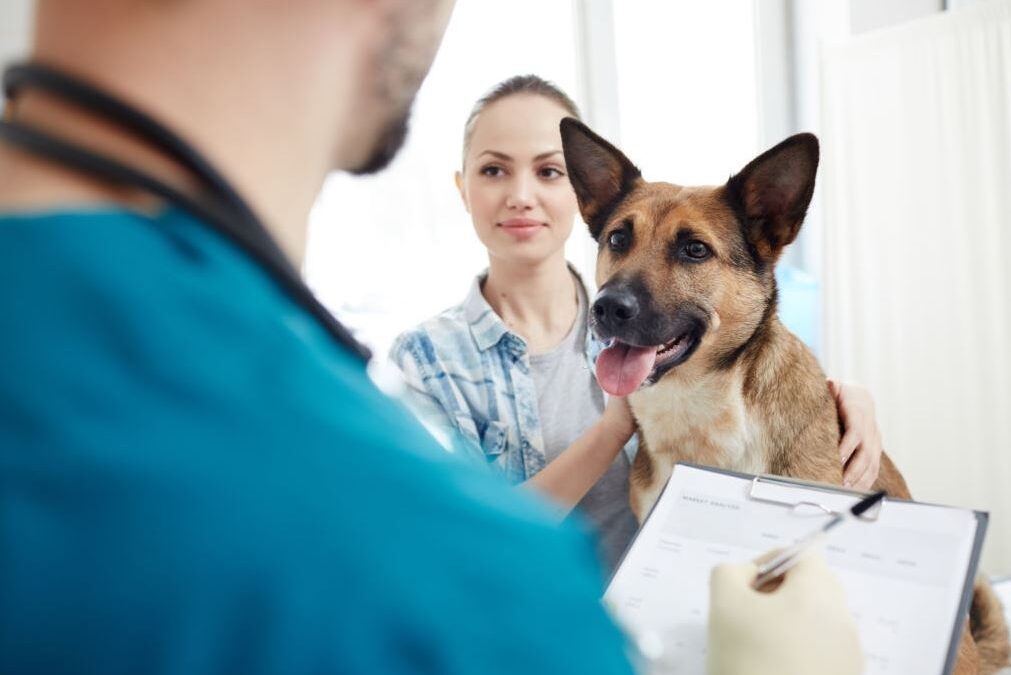 cobertura médica para perros