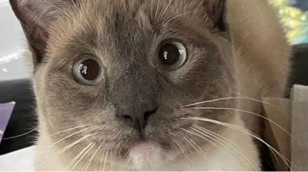 Una gata pérdida recorrió 1500 km para volver a casa