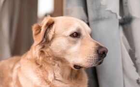 Mi seguro de hogar cubre a mi perro