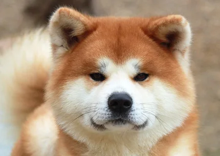 Seguros para perros de raza Akita Inu