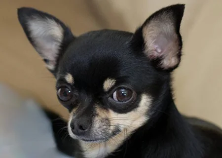 Seguros para perros de raza Chihuahua