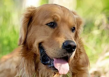 Seguros para perros de raza Golden Retriever
