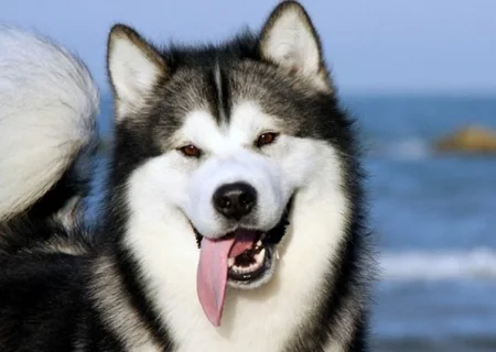 Seguros para perros de raza Husky Siberiano