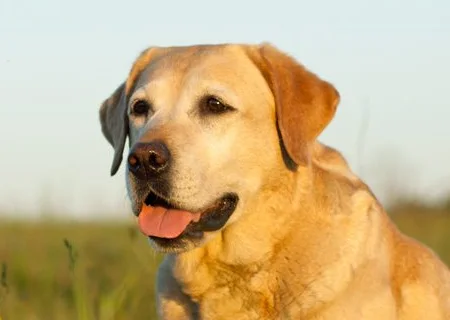 Seguros para perros de raza Labrador Retriever