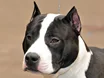 Seguros para American Staffordshire Terrier