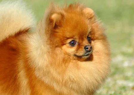 Seguros para perros de raza Pomerania